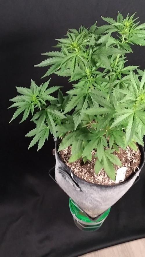 Mac #1 Outdoor