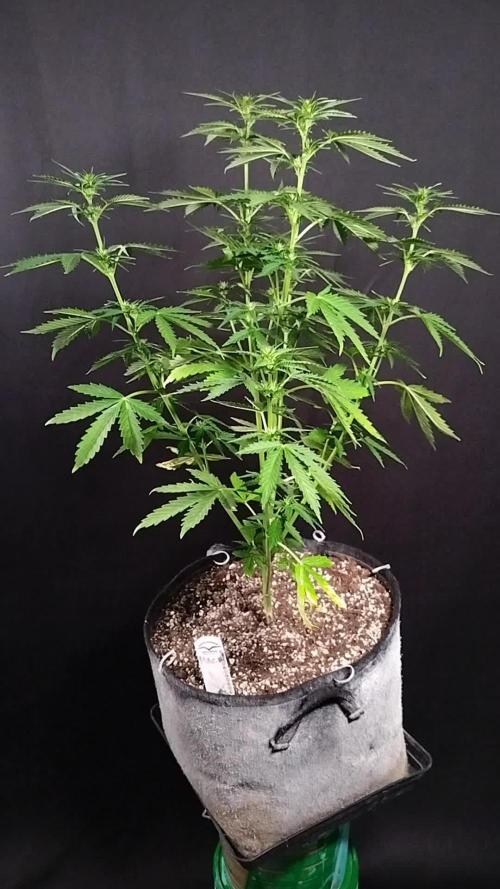 Mac #1 Outdoor