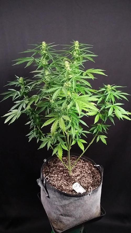 Mac #1 Outdoor