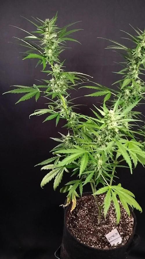 Big Bud Auto Outdoors