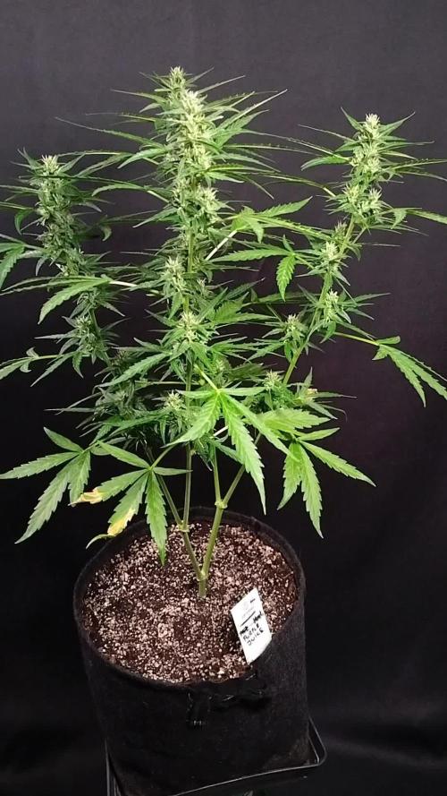 Purple Juice Auto Outdoors