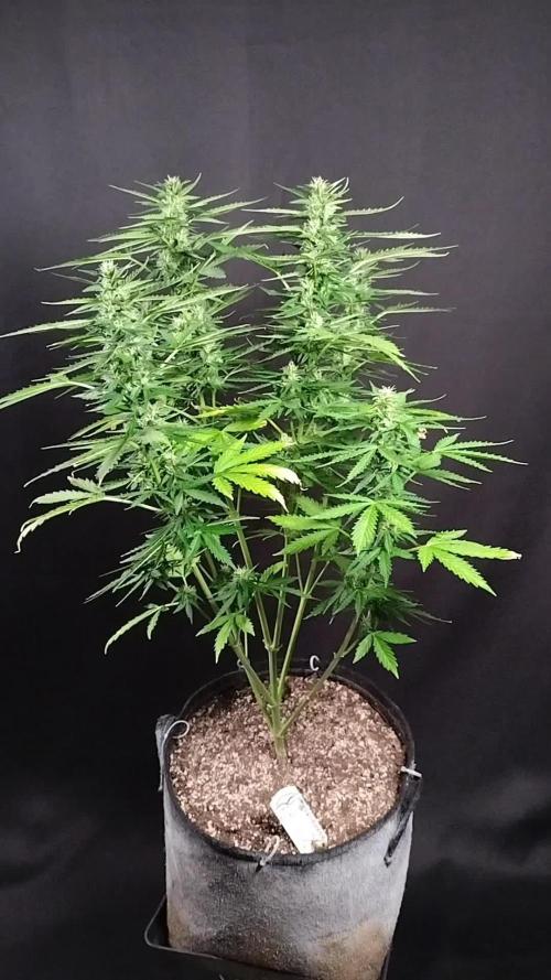 Mac #1 Outdoor