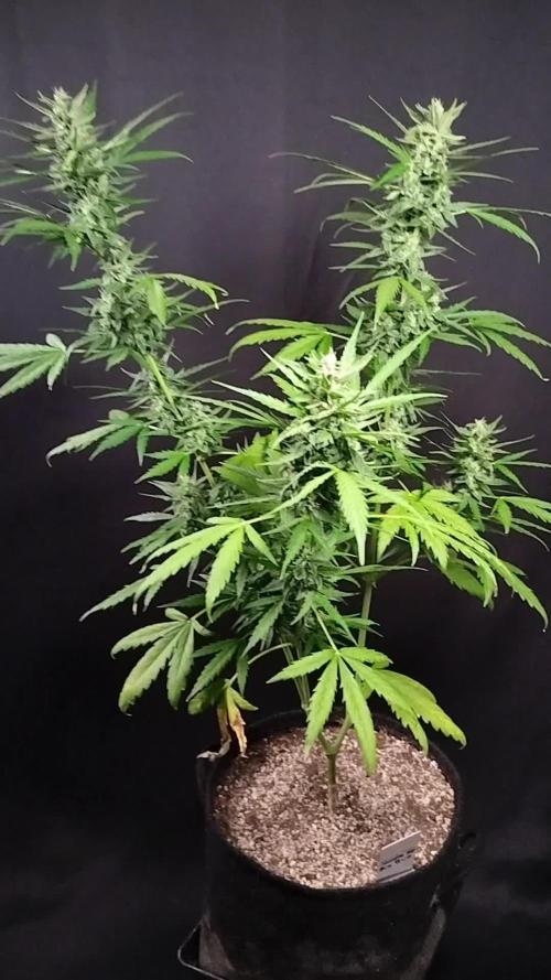 Big Bud Auto Outdoors