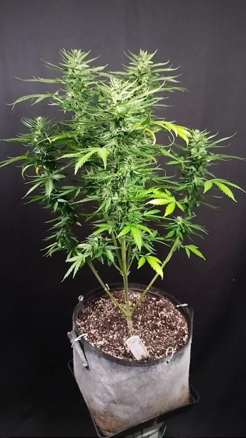 Mac #1 Outdoor