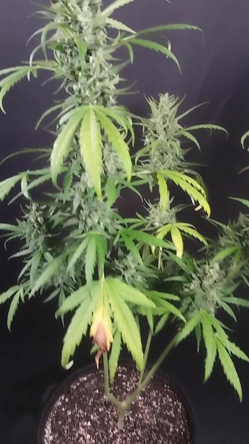 Big Bud Auto Outdoors