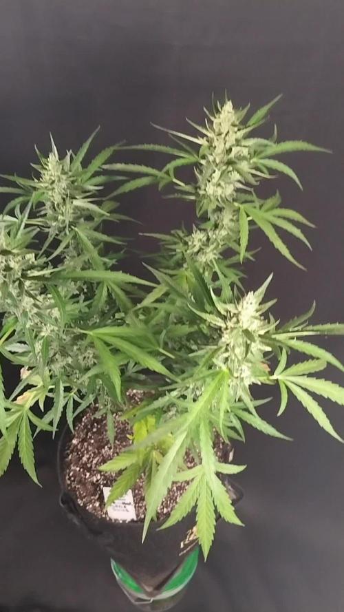 Purple Juice Auto Outdoors