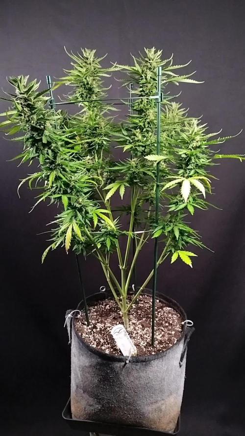 Mac #1 Outdoor