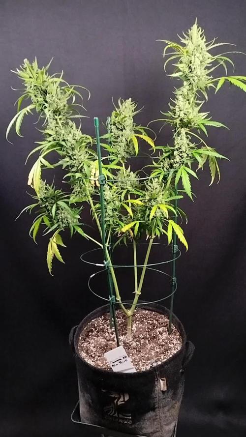 Big Bud Auto Outdoors