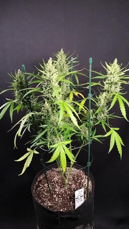 Purple Juice Auto Outdoors