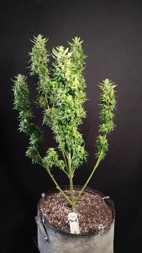 Mac #1 Outdoor
