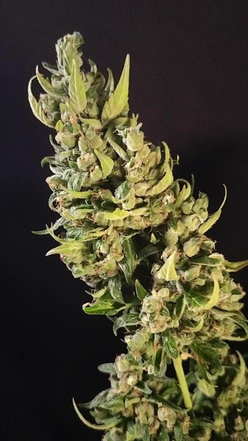 Big Bud Auto Outdoors