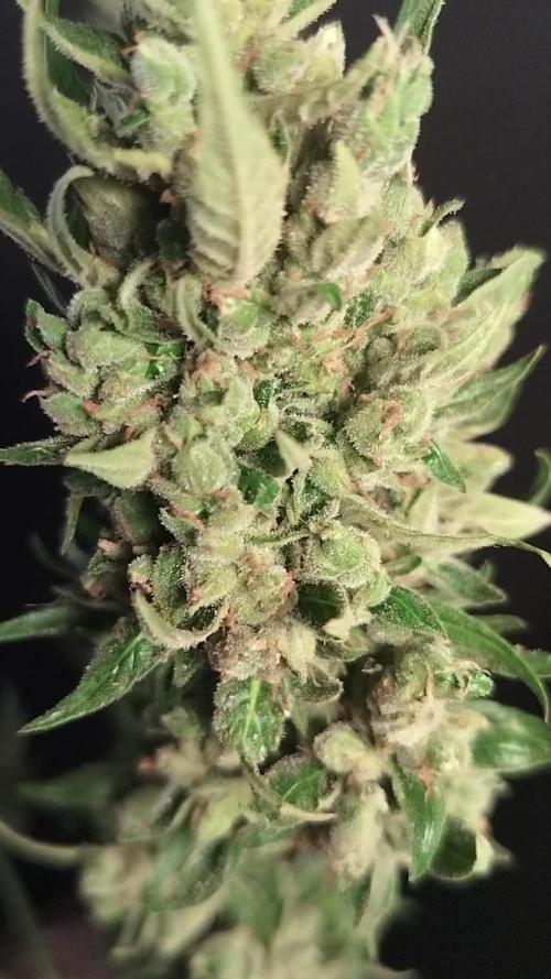 Purple Juice Auto Outdoors