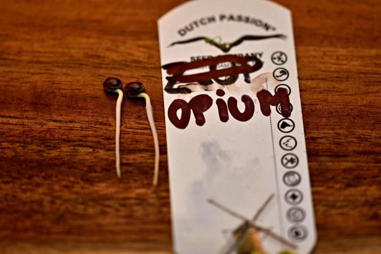 Opium Auto. Week 0 - Second attempt