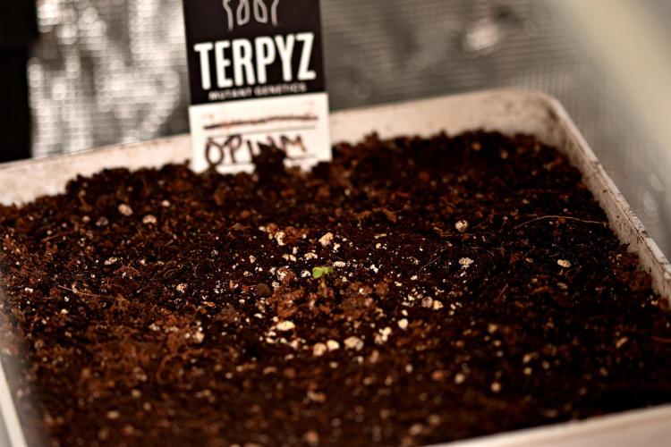 Opium Auto. Week 0 - Second attempt