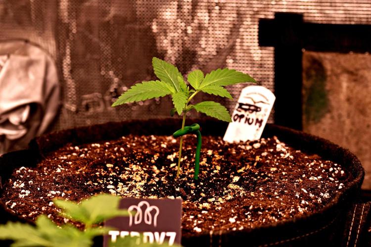 Opium Auto. Week 2