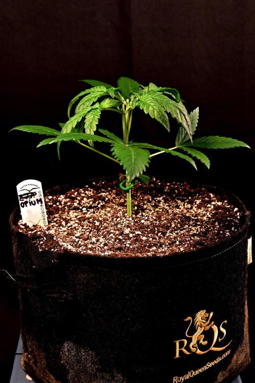 Opium Auto. Week 3