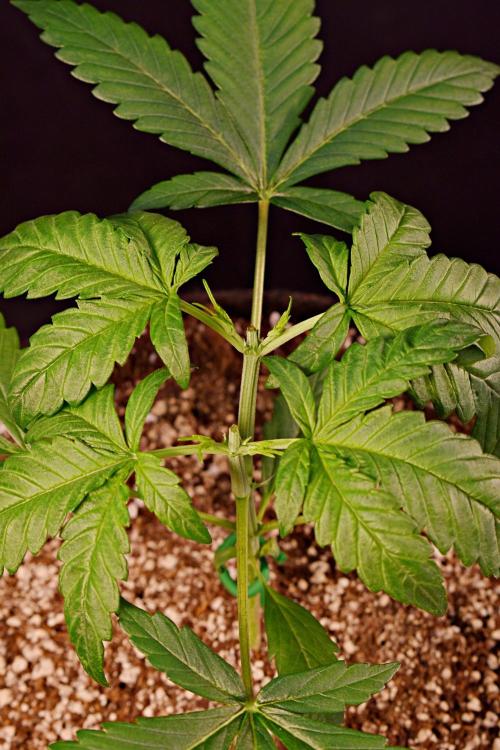 Opium Auto. Week 3