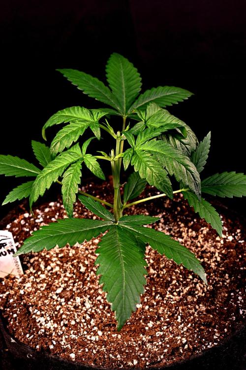 Opium Auto. Week 3
