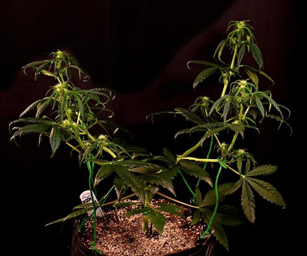Opium Auto. Week 5