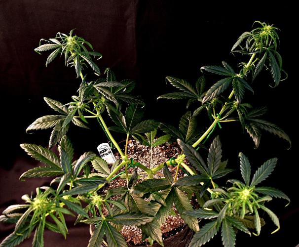 Opium Auto. Week 5