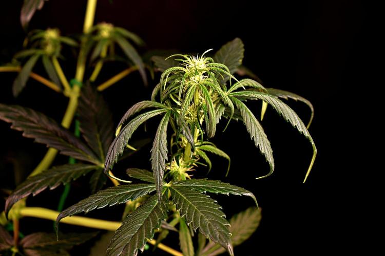 Opium Auto. Week 5