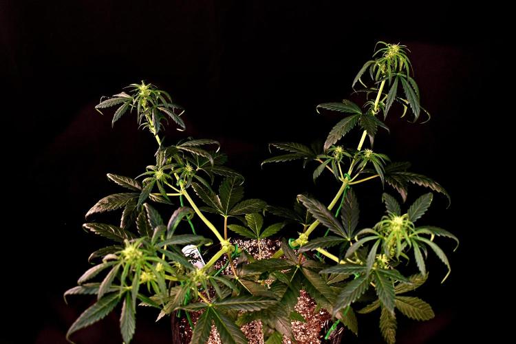 Opium Auto. Week 5