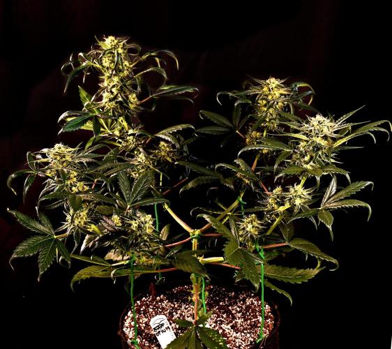 Opium Auto. Week 7