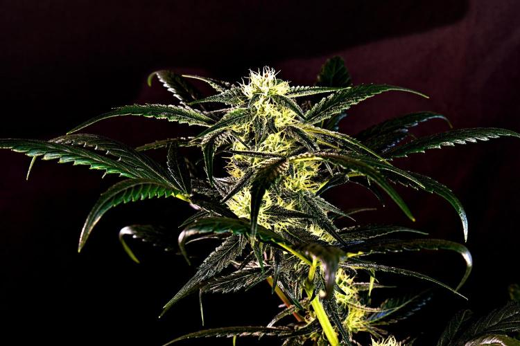 Opium Auto. Week 7