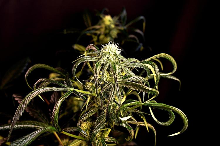 Opium Auto. Week 7