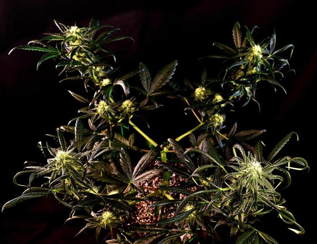 Opium Auto. Week 7