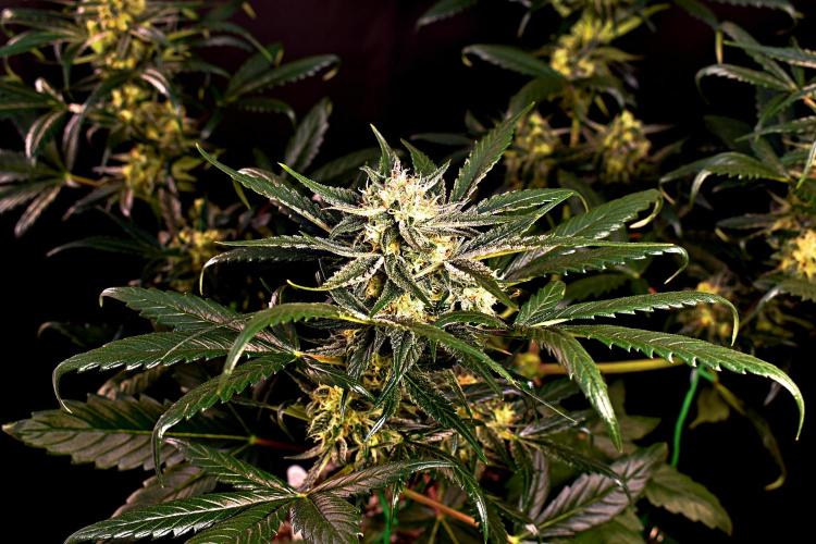 Opium Auto. Week 8