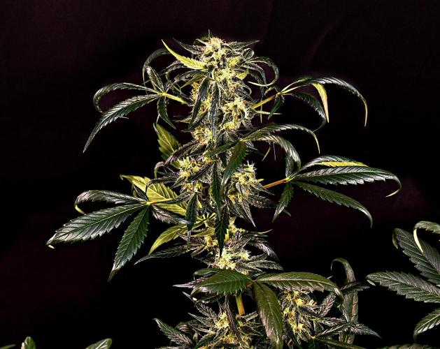 Opium Auto. Week 8
