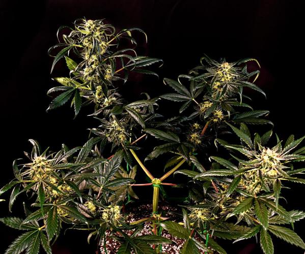 Opium Auto. Week 8