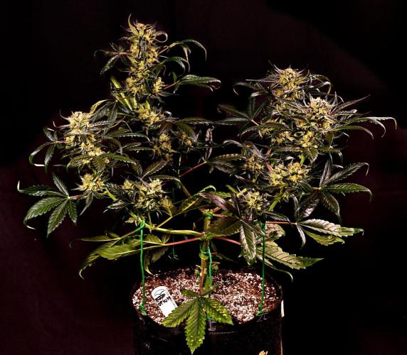 Opium Auto. Week 9