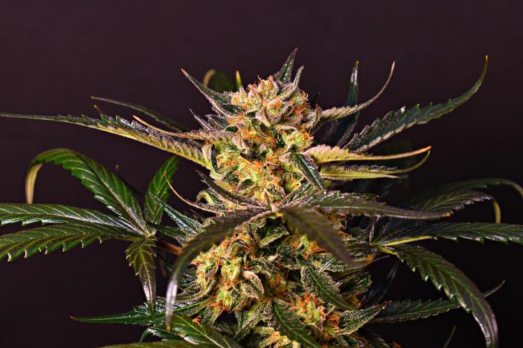 Opium Auto. Week 9