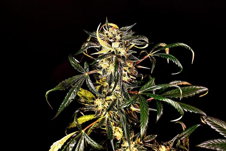 Opium Auto. Week 9
