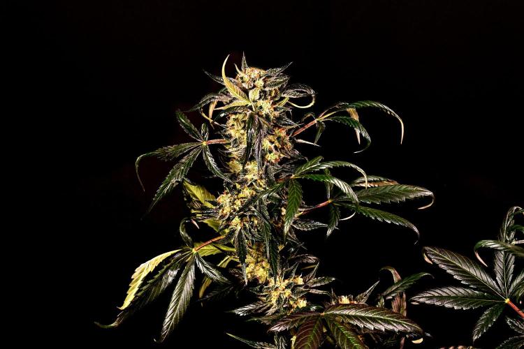 Opium Auto. Week 9