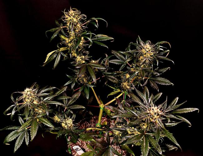 Opium Auto. Week 9
