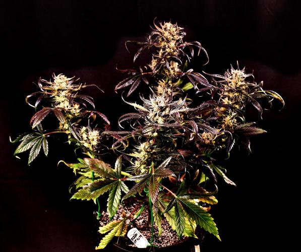 Opium Auto. Week 10