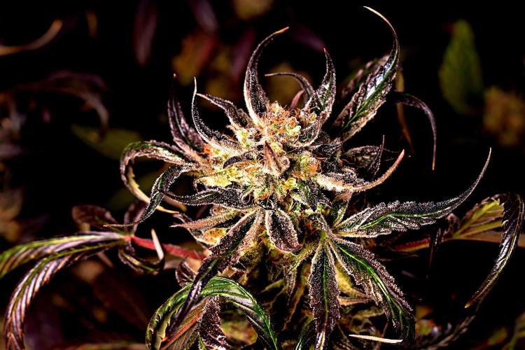 Opium Auto. Week 10