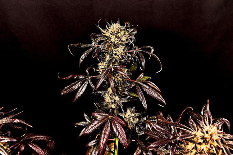 Opium Auto. Week 10