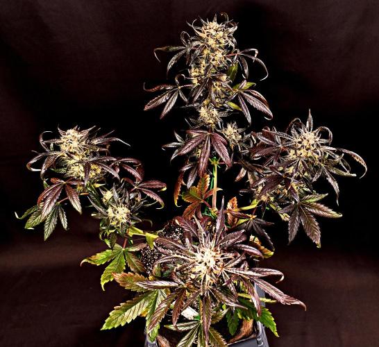 Opium Auto. Week 10
