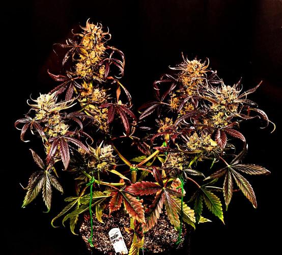 Opium Auto. Week 12
