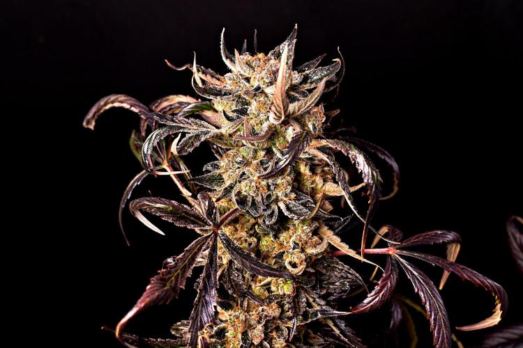 Opium Auto. Week 12