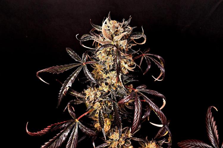 Opium Auto. Week 12