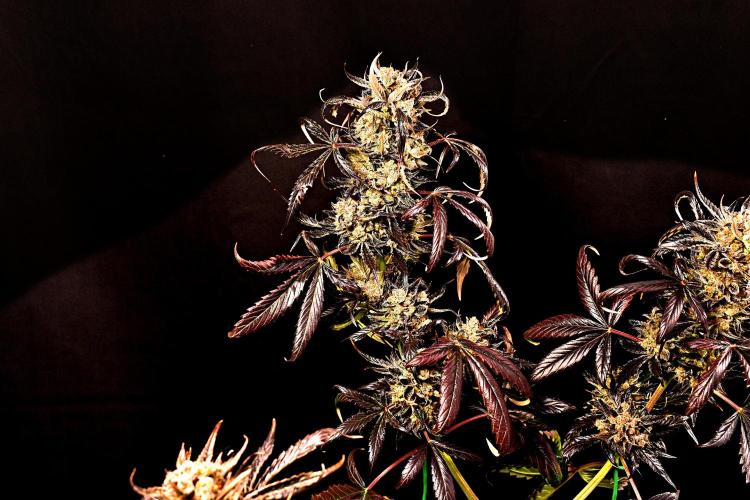 Opium Auto. Week 12