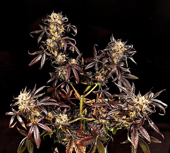 Opium Auto. Week 12