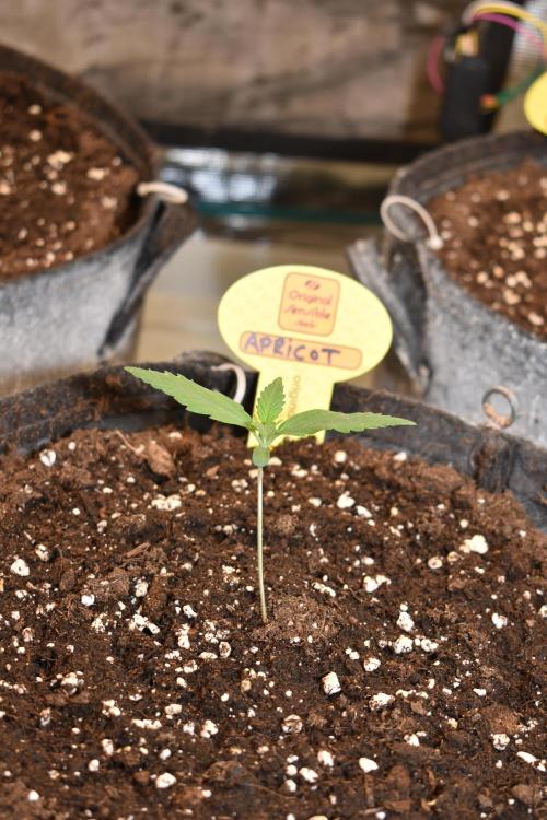3 Delicious Fast Buds Outdoor Autos. Week 1