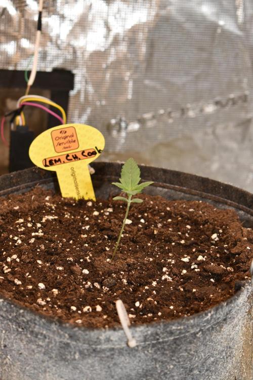 3 Delicious Fast Buds Outdoor Autos. Week 1