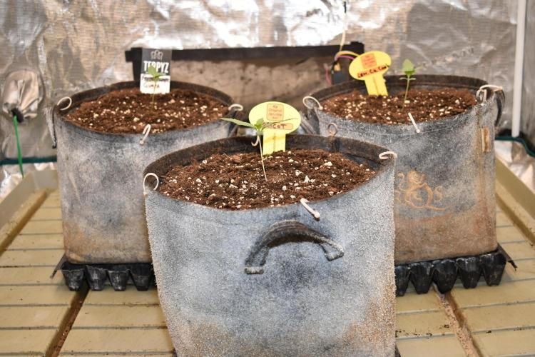 3 Delicious Fast Buds Outdoor Autos. Week 1